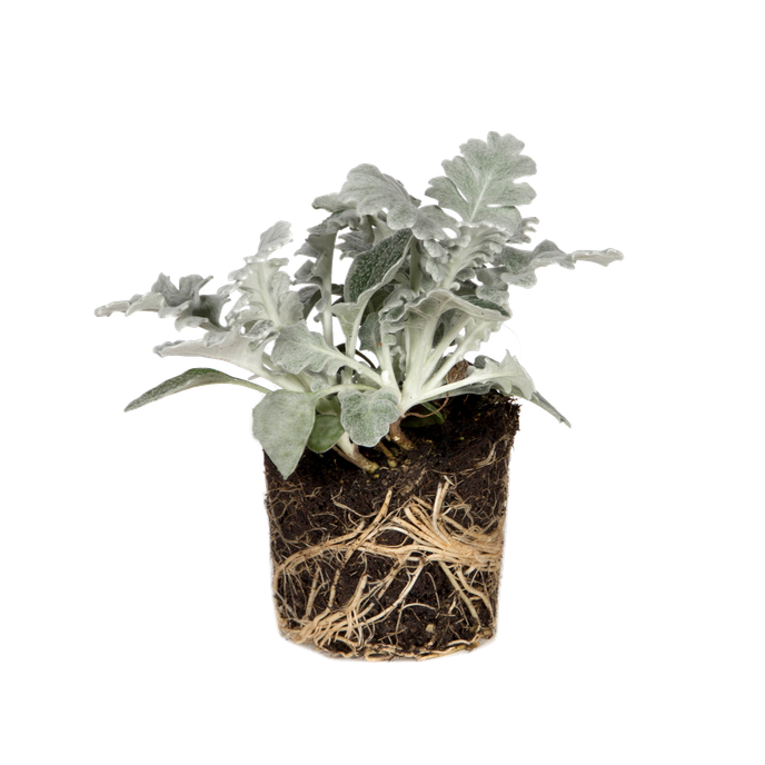 Senecio cineraria